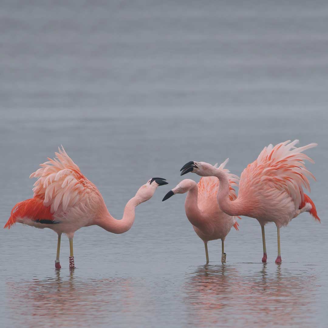 Zevenhuizen - Flamingo - Wonen in Zevenhuizen - Wonen in Woud